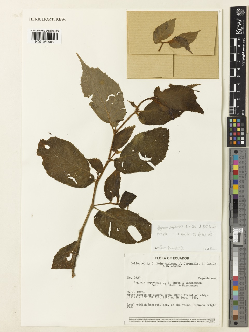 B. napoensis
